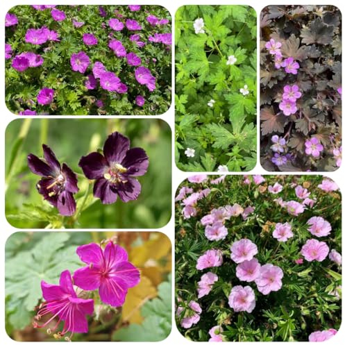 semi resistenti di geranio - all'esterno da balcone in serra da primaverili decorazione per ufficio 500pcs