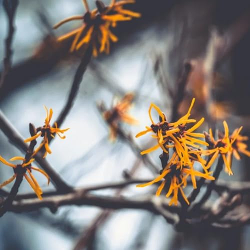 semi di amamelide, Hamamelis mollis - autunnali resistenti da balcone resistenti arbusti per luoghi soleggiati 50pcs