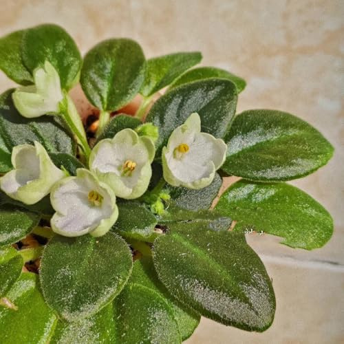 usambaraveilchen 600samen frühlingsblumen Trockenheitsresistent