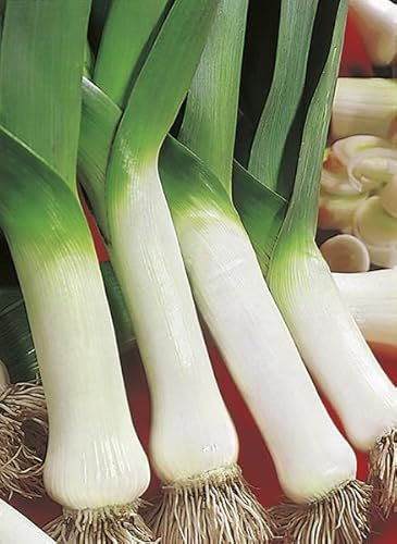 Porro Carentan per orto Biologico, Allium Porrum, Verdura da Coltivare in Casa semi