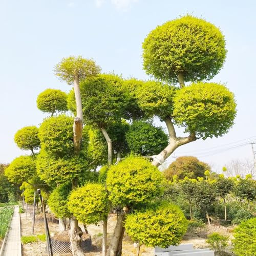 Semi di siepe di ligustro, d'appartamento resistenti esotico verdi arbusti fioriti, resistenti vecchie varietà giardino arbusti decorazioni da giardino 150pcs