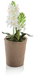 MONTEMAGGI Piantina Giacinto con Vaso Cartapesta 8.5X8.5X23 cm Bianco