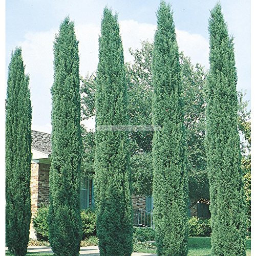 Aachondra Nuovi semi di cipresso verde fresco da 30 pezzi