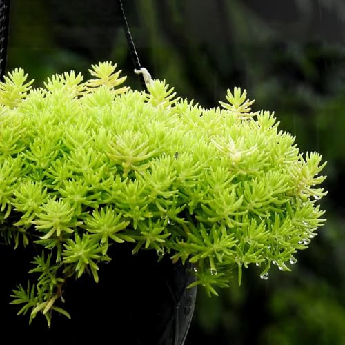 semillas resistentes de de sedum,jardín,decoración sala de estar bancales elevados para jardín,decorativas maceta 250pcs