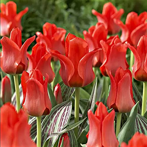 20 x Tulip Red Riding Hood – Spring Flowering Bulbs - Beautiful, Scarlet-Red Flowers – Chunky, Dwarf Tulips – Perennials – for Your Beautiful Garden