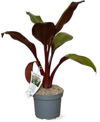 Attitude Jardin - Bananier rouge maurelli - plante d'extérieur - 70-80 cm - ⌀ 21 cm