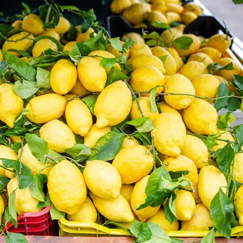 zitronenbaum, gartendeko für draußen zitronen frisches säulenobstbäume, winterharte kübelpflanzen deko 200samen
