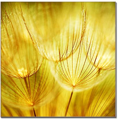 banjado Glas Magnettafel (80 x 120cm) - Magnetwand Glas - Magnetpinnwand als Memoboard - Pinnwand Magnettafel Küche, Büro, Kinderzimmer - Pusteblumen Gold