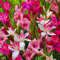 Gladiolen Botanisch Nanus Mix Kollektion, 50 Blumenzwiebeln, Mischung aus Blumenzwiebeln für Garten und Töpfe, Mischung aus 7 Farben und Sorten, Blumen und Pflanzen aus Holland