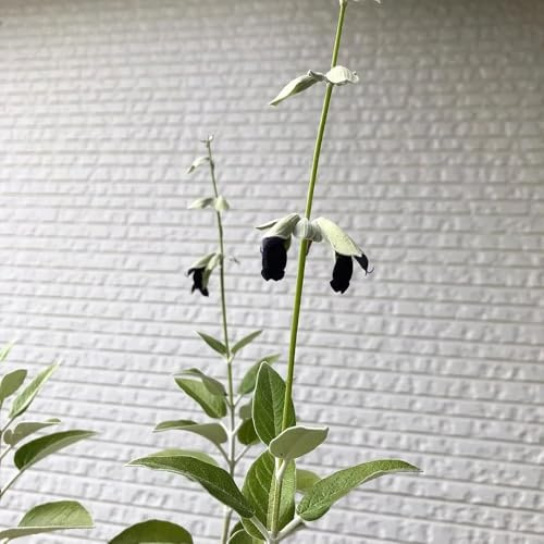semi di salvia, da balcone, decorazioni per il soggiorno resistenti all'esterno, pieno sole da interno cucina in vaso Aiule rialzate per il 400pcs