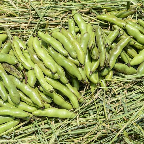Semi di fava,resistenti all'esterno da balcone,decorazione da giardino esterno semi di ortaggi 15pcs