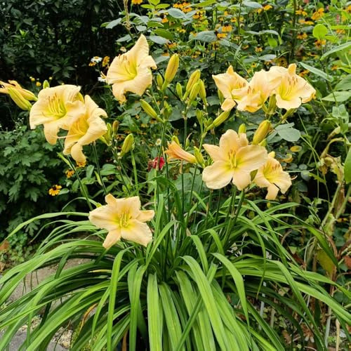 Semi di daylily, Hemerocallis fulva, decorazione del giardino per esterno perenni resistenti agli emerocallidi, campo 550pcs