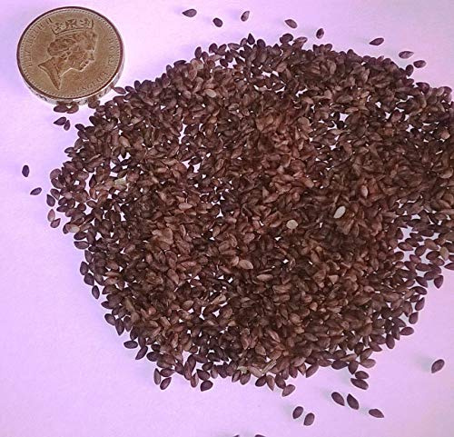 Portal Cool Bianco abete Rosso, Picea glauca, conífera Albero e Bonsai 25 Semi