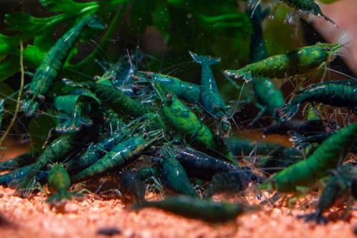 AquaBreedingSkill Lot de 10 Crevettes Green Jade – Crevettes Vivantes pour Aquarium – Naines Neocaridina, Habitants Pacifiques pour Aquariums, Taille 1,5-2 cm