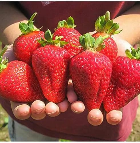 50 graines de FRAISE ALBION + hommage -