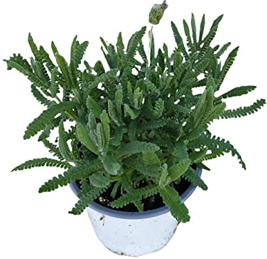 DECOALIVE Lavanda Flor Natural - Planta Viva - Planta Aromática
