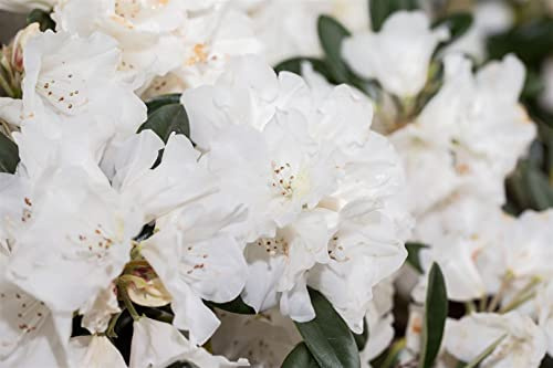Rhododendron roxieanum var. oreonastes 30–40 cm – Immergrün, Winterhart, Mehrjährig – Rhododendron – Zierstrauch für Garten & Kübel