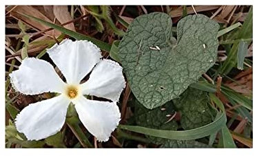 Stk - 10x Gymnopetalum scabrum Kletterpflanze Garten Pflanzen - Samen ID1373 - Seeds & Plants Shop by Ipsa