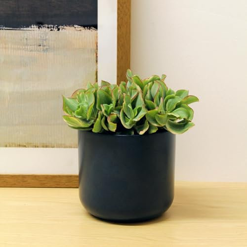 Carbeth Plants - 2 x Jade Money Plant Crassula Curly Green Ripple in 12cm Pot - Real Evergreen Succulent Indoor Plant - Eye Catching Foliage Houseplant - New Home Housewarming Gift