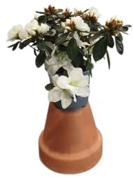DECOALIVE Planta Natural Azalea Blanca – Floración Abundante y Fácil Cuidado