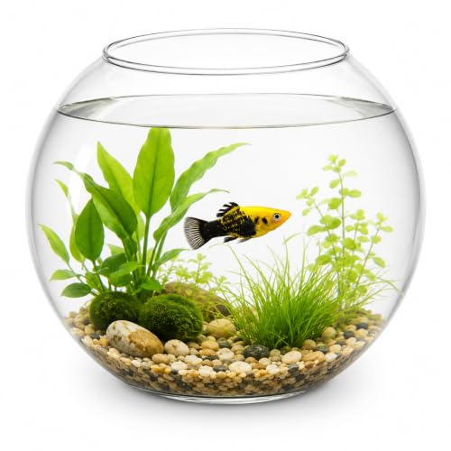 HAPPET Glasfischvase Rund 7,5 Liter – Klares Fischglas & Kugelvase aus Glas als Aquariumschale und Goldfischglas Deko für Wasserpflanzen, Mini Aquarium, Tischdeko, Bürodeko & Wohnraum