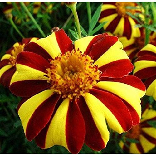 Seeds Marigolds Tagetes Madjestic Flower Balcony Annual Outdoor Garden Cut Flowers for Planting Non GMO