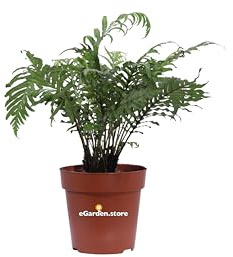Pianta di Blechnum Gibbum Silver Lady Pianta di Felce Albero Nana pianta da interno pianta ornamentale pianta purifica ambiente pianta vera di Blechnum venduta da eGarden.store