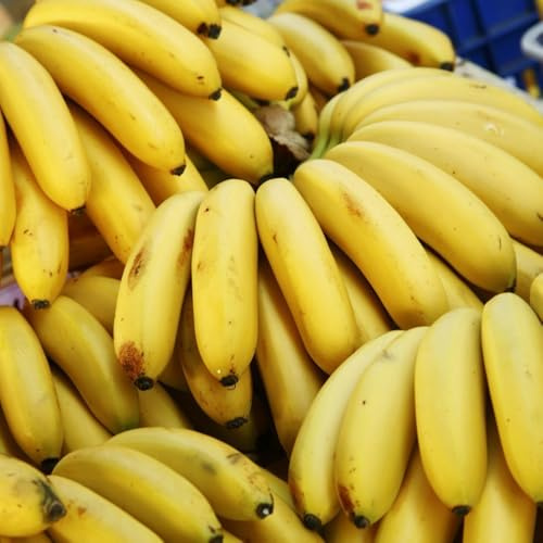 bananen, bananenbaum - topfpflanzen draußen winterhart blühend bananensamen schnell wachsende sträucher seltene säulenobstbäume baumsamen gartendeko für draußen hecken sträucher deko 200samen