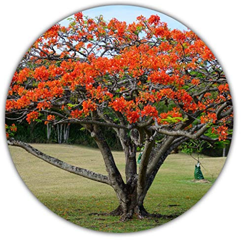 Flammenbaum/Flamboyant / 10 Samen/Blüten wie Flammenmeer/Delonix Regia/exotische Pflanze