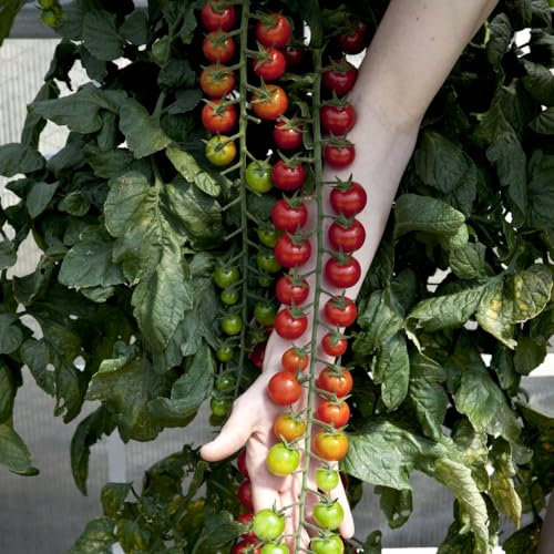 Tomato 'Rapunzel' F1 Seeds - Incredibly Long Cascading Trusses - Irresistibly Sweet Cherry Tomatoes - High-Yield Indeterminate Variety - 1x Seed Packet by Thompson & Morgan