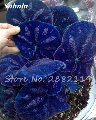 Hot Seeds! 50 PC Del Bello Semi Begonia Coleus Blumei, Rare semi -Colored Flowers in Begonia vase Garden Plants Balcony Coleus: Only Seeds