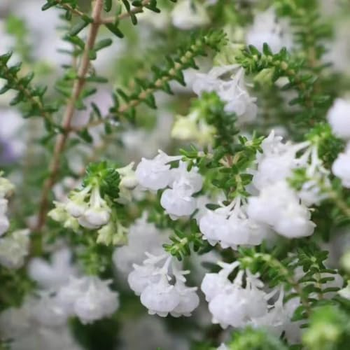 Heidekraut balkongewächshäuser frühlingsblumen indoor kräutergarten wildblumen balkonblumen blumenstauden winterhart blumenwiesensaat balkonpflanzen frühling schnittblumen 400samen