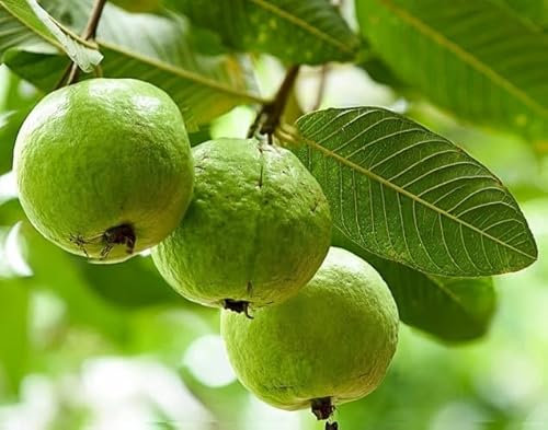 Nouvelles graines de fruits frais de goyave 50pcs