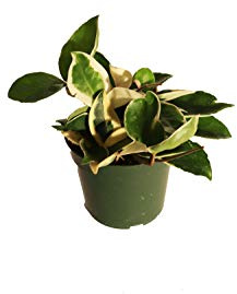 (Rare) Hoya Tricolor - 4 from California Tropicals