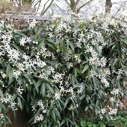 Plant Theory 60cm Cane Clematis Armandi Snowdrift White Flowering Vine Climbing Plant 2L Pot
