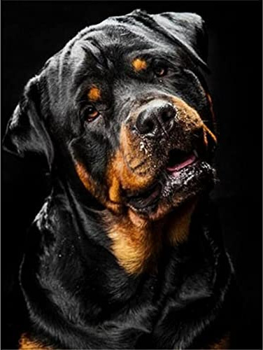 YSCOLOR Diamond Painting Diamantmalerei Rottweiler Hund komplett rund Diamant Stickerei Haustier Kreuzstich Nähen Diamant Mosaik Strass Wohnkultur 30 x 40 cm
