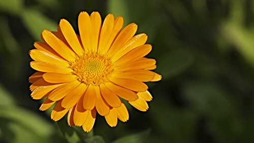 50 Semi di Calendula (Calendula officinalis)