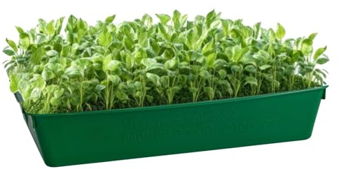 Gärtnerbox 58x32x11 cm 4er Set Pflanzschale Anzuchtwanne Grün Aussaatschale | BURI Pikierschale robust, wetterfest und frostfest für Saatschalen, Pflanzwanne, Gewächshaus und Pflanzenanzucht