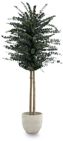 Maia Shop Eucalipto Preservado - Eucalipto Natural, Árbol Eucalipto Preservado Verde Baby 150 cm con Hojas Secas, Decoración Hogar, Plantas Naturales Interior