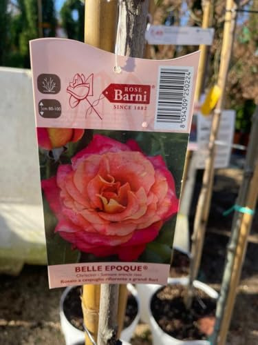 PIANTA DI ROSA ALBERELLO BARNI VASO BIANCO (foto reali) COLORI MIX (MPN:Belle Epoque;)