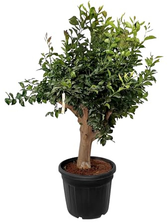 Sunny Tree – citronträd stort XXXL 240 centimeter – Citrus Limon – stamomkrets 50/60 cm – fruktträd – soliga platser – fruktbildande