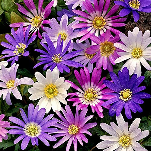 Anemone - Blanda Mixed 5/6cm X30 Bulbs - Ready for Planting Now - Flowering Corms Hardy Perennial Bulbs