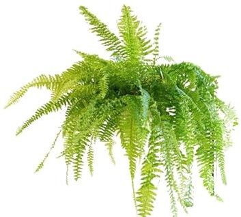 Helecho Colgador Gigante Natural Añade Frescura con esta Planta de Tamaño Grande