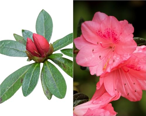 Planta natural Azalea flor Rosa. 20-30 cm. Arbusto ornamental muy apreciado por la belleza y abundancia de sus flores (según fecha). Segura Garden.