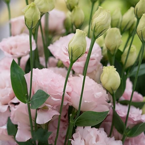lisianthussamen blumengarten kräutersamen mehrjährige blumensamen extrem winterharte kübelpflanzen balkonpflanzen frühling dekopflanzen blumensamen mehrjährig winterhart frühlingsblumen 800samen