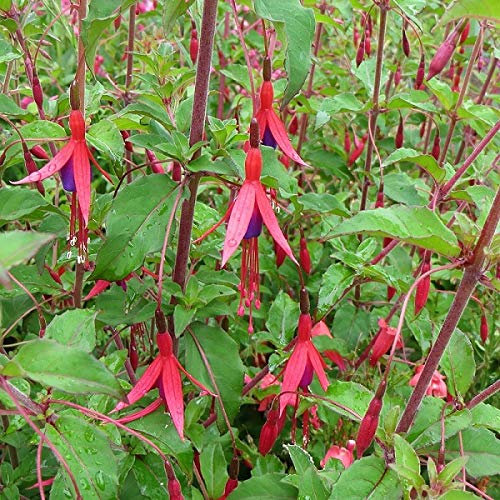 6 x Fuchsie 'Riccartonii' - Fuchsia 'Riccartonii' Topf 9x9cm: Reiche, rote Blüten, immergrünes Laub, perfekt für hängende Körbe und Töpfe.