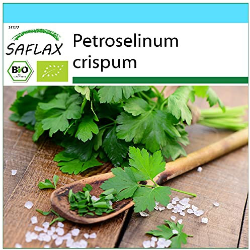 SAFLAX - - BIO - Prezzemolo liscio - 600 semi - Petroselinum crispum