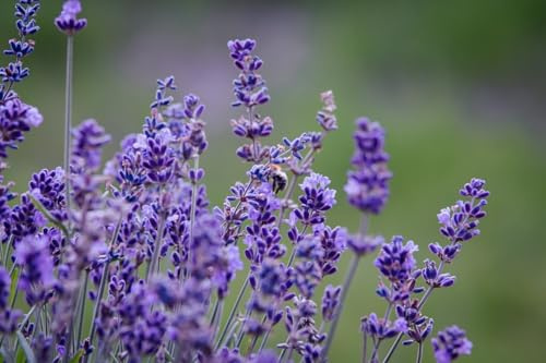 5 x echter Lavendel Hidcote Lavandula angustifolia lila immergrün winterhart P9 Topf