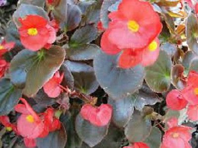 250 Red Wax Begonia SEMI DI Fiore