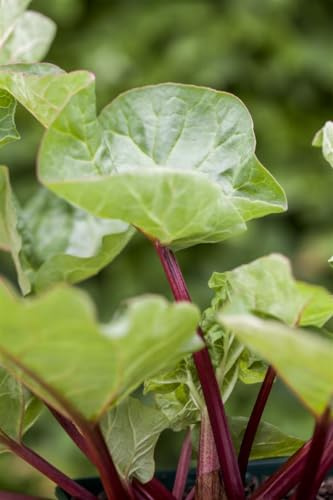 Rheum 'Holsteiner Blut' – Winterhart, Mehrjährig, Pflegeleicht – Rhabarber – Gemüsepflanze für Beet & Garten